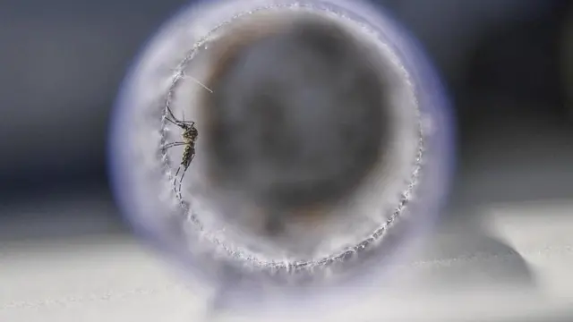 దోమలపై పరిశోధన 