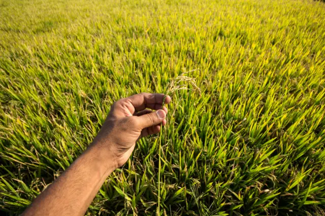 விவசாயம், நெல், காவிரி, டெல்டா, தமிழ்நாடு, கர்நாடகா