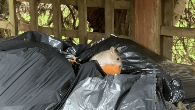 垃圾堆裡的一隻老鼠吃了一些被丟棄的食物