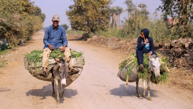 ગધેડો તેમની પીઠ પર પોતાના શરીરના વજનનો 20-30% ભાર વહન કરી શકે છે