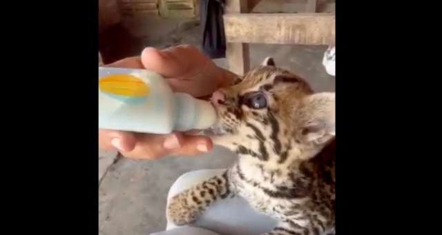 Jaguatirica é alimentada com mamadeira