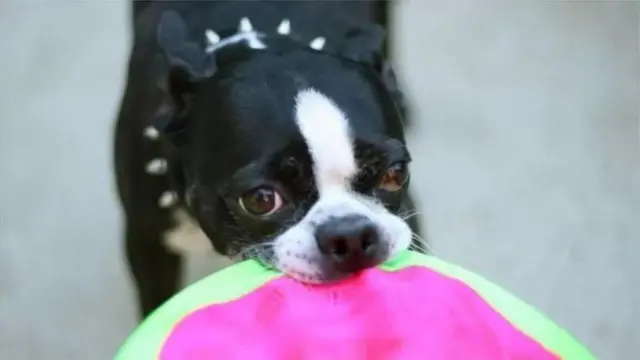 બીબીસી ગુજરાતી, ગુજરાત, બીબીસી, કૂતરા, ડોગબાઇટ, કૂતરું કરડવું, હડકવો, હડકવા, સુપ્રીમ કોર્ટ ઑફ ઇન્ડિયા