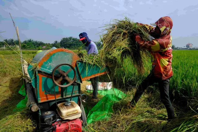 Dua petani merontokkan gabah padi menggunakan mesin saat panen di area persawahan Desa Parit Baru, Kecamatan Sungai Raya, Kabupaten Kubu Raya, Kalimantan Barat, Selasa (3/2/2026). BPS menyebutkan potensi produksi beras nasional pada Januari-Maret 2026 diperkirakan mencapai 10,16 juta ton atau meningkat 15,79 persen dibandingkan periode yang sama tahun sebelumnya, seiring kenaikan luas panen padi menjadi 3,28 juta hektare. 