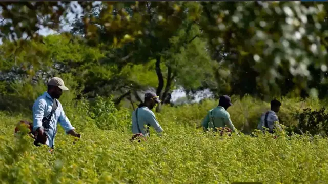 ગીર સિંહ જૂનાગઢ વનવિભાગ કુંવાડિયો હરણ ચિત્તલ તૃણાહારી પ્રાણી આહાર શ્રૃંખલા બીબીસી ગુજરાત સૌરાષ્ટ્ર જંગલનો રાજા ગુજરાત બીબીસી ગુજરાતી ન્યૂઝ