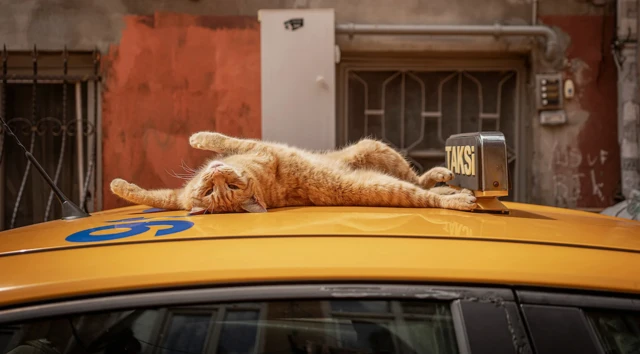 노란 택시 지붕 위에 누운 고양이가 햇볕을 즐기며 느긋하게 몸을 늘인다.