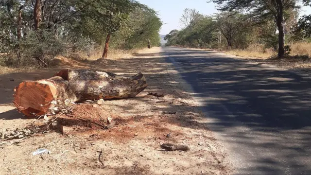 လမ်းနဲ့မလွတ်လို့ ခုတ်ခံရတဲ့ သစ်ပင်