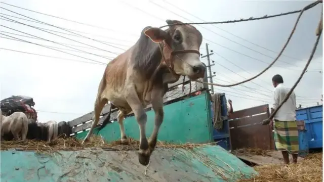 একটি ট্রাক থেকে গলায় দড়ি বাঁধা একটি গরু লাফ দিলে নামছে। ট্রাকের ওপর আরো কয়েকটি গরু দাঁড়িয়ে আছে যেগুলোর পেছনের অংশ দেখা যাচ্ছে। ট্রাকের পাশে সবুজ ও টিয়া রংয়ের চেক লুঙ্গি এবং সাদা শার্ট পারে একজন দাঁড়িয়ে আছেন। 