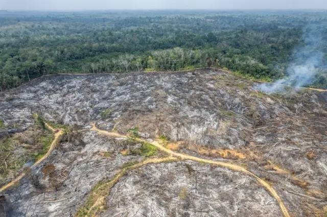 Foto udara bekas tebangan kayu yang terbakar di Tenam, Batang Hari, Jambi, Jumat (21/08).