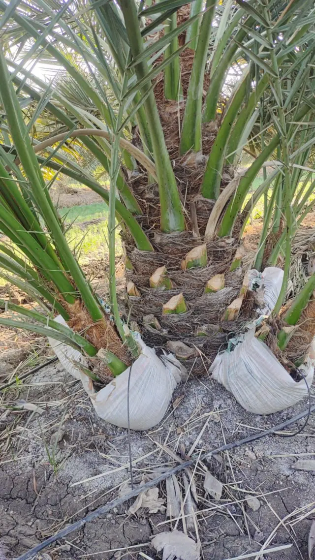 ખજૂરની ખેતી, ગુજરાત, ગુજરાતમાં ખેતી, બીબીસી ગુજરાતી, કચ્છના ખારેક, ખારેકની ખેતી, ભારત, ઇરાક