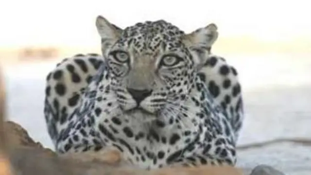 النمر العربي