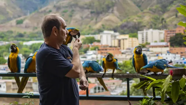Las guacamayas en Caracas. 