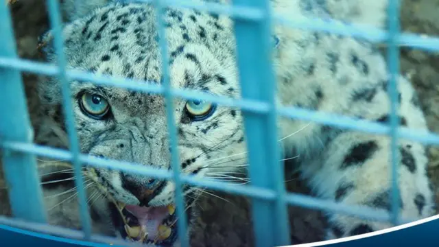 پلنگ برفی داخل یک قفس 