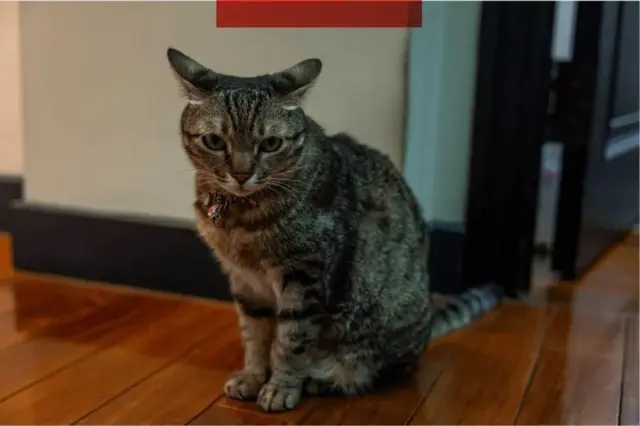 چین، تائیوان، سائی انگ وین