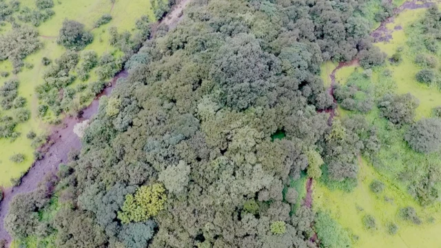 દેવરાઈ, ક્લાઇમેટ ચેન્જ સામે લડત, મહારાષ્ટ્રના સહ્યાદ્રીમાં જંગલો, દેવના નામે અનામત વન, હિમચાલપ્રદેશ આંધ્રપ્રદેશ કેરળ ઉત્તરાખંડમાં દેવરાઈ પરંપરા, મહારાષ્ટ્ર, પર્યાવરણ, બીબીસી ગુજરાતી