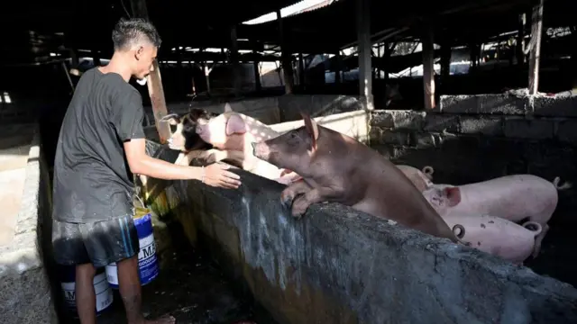 Peternakan babi di Bali