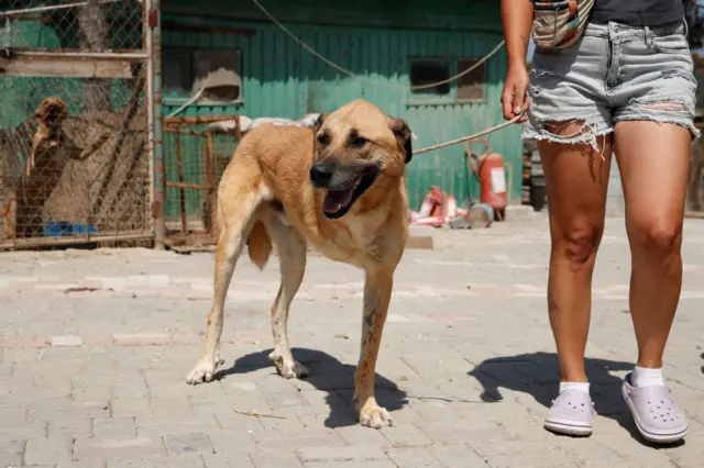 टर्कीमा एक छाडा कुकुर डोर्‍याउँदै एक पशुअधिकारकर्मी
