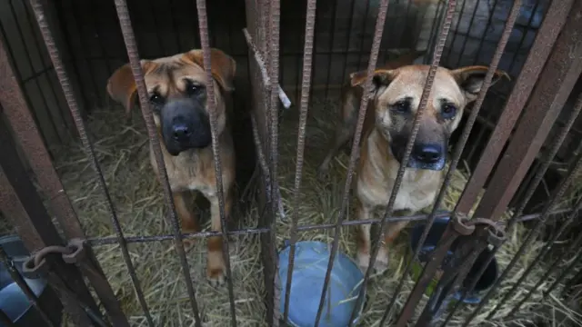 Собаки виглядають з клітки на собачій фермі під час рятувальної акції. Південна Корея, 2019 рік