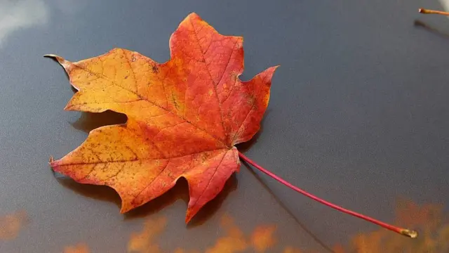 Hoja con colores de otoño flotando en el agua