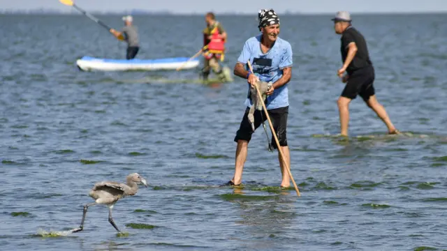 фламінго і актвісти