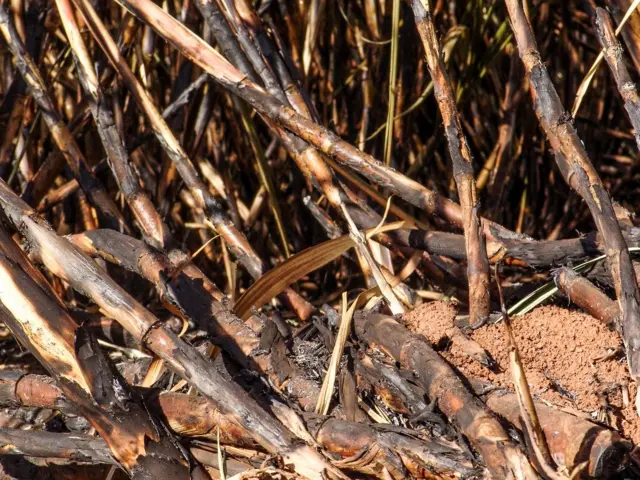 Foto aproximada de cana queimada