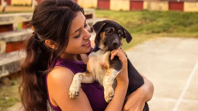 நாய்கள்