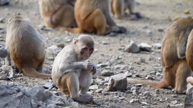 Macaco segura um alimentowiktor malinowski pokerCayo Santiago 