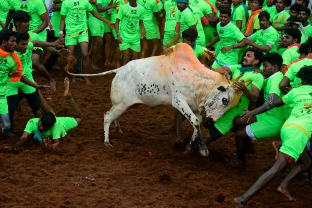 జల్లికట్టు