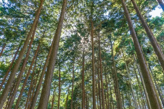 Vista de un bosque de cipreses japoneses.