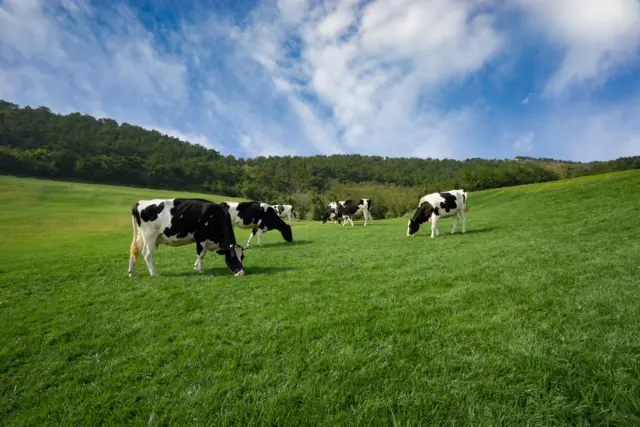 Vacas pastandojogo caça niqueiscampo verde