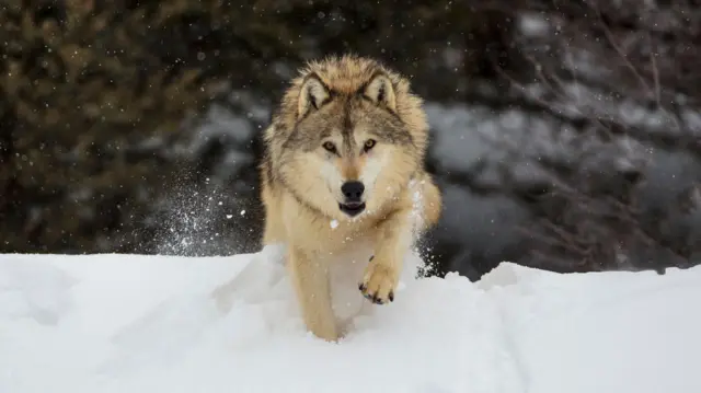 Lobo-cinzento olha para a câmera enquanto caminha na neve, com a boca aberta.
