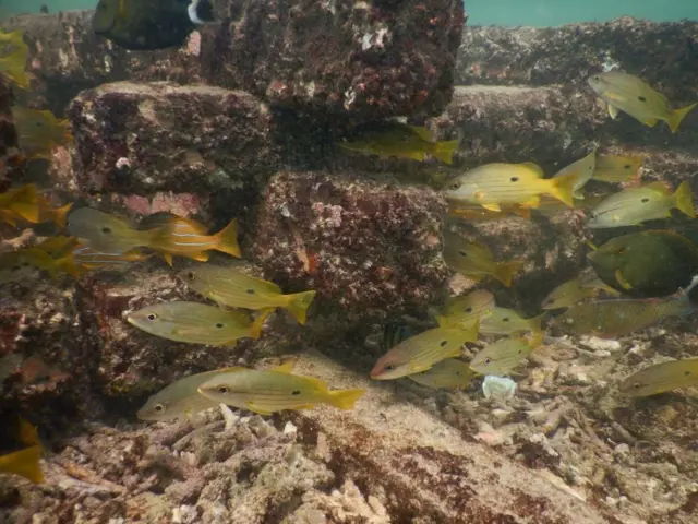 ඇන්ටනි මුලින්ම පෙන්වුයේ විජය කුමාරයා ලංකාවට ගොඩ බසින ලදැයි කියන ස්ථානයයි." අර දුරින් පෙන්නේ එතනට තමයි විජය කුමාරයා ගොඩ බැහැලා තියෙන්නේ.එතන තාමත් තියෙන්නේ රතු පස තමයි. ඊට මෙහායින් තියෙන්නේ පුක්කුලම , පලුගහතුරේ කියන ගම්මාන.