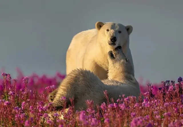 Deux jeunes ours polaires jouent au milieu de fleurs roses.