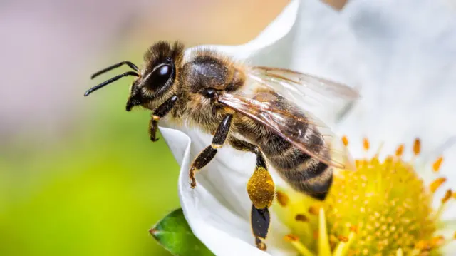 உலக தேனீக்கள் தினம்