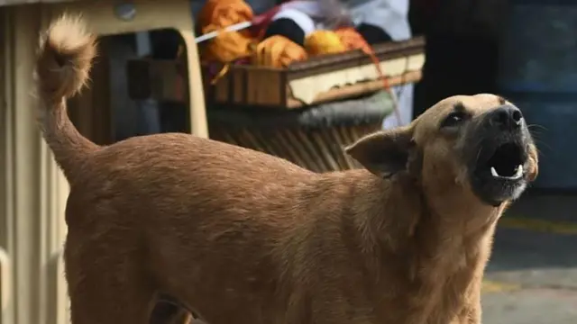 కుక్క కాటు, రేబిస్, వైరస్, నాడీ వ్యవస్థ