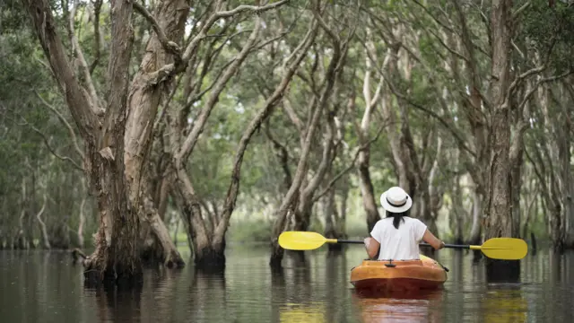 थायलंडमध्ये कांदळवनात कायाकिंग करणारी पर्यटक