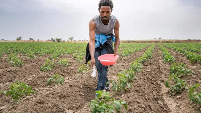 በመስመር የተተከለ አትክልት