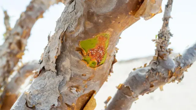 Arbol que produce incienso