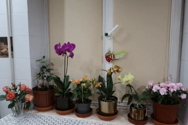 Flower pots in Kyiv