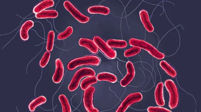 ਬੈਕਟੀਰੀਆ ਸੰਕੇਤਕ ਤਸਵੀਰ