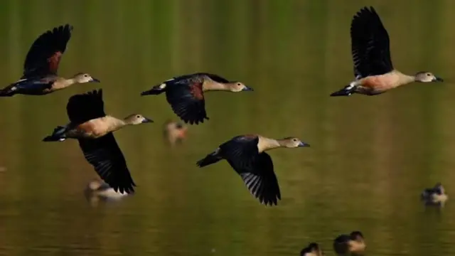 বাংলাদেশে জলজ পাখির সংখ্যা আশঙ্কাজনকভাবে কমছে