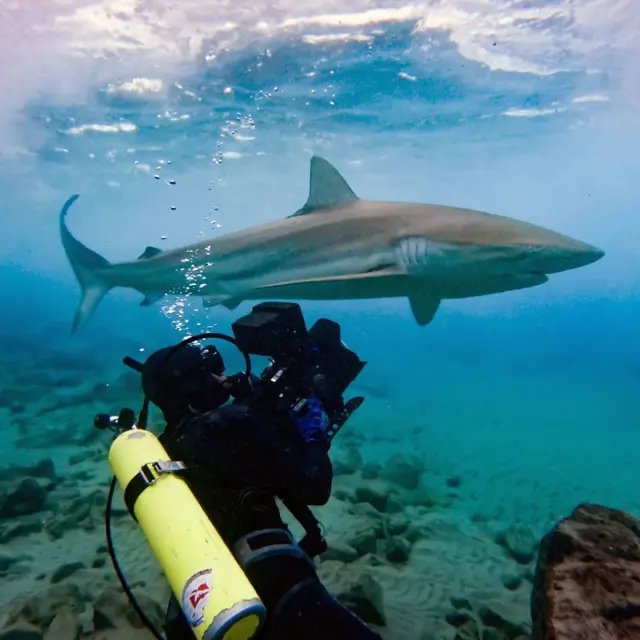잠수복을 입고 바다에 들어가 상어를 촬영하는 제작진