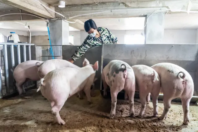 mulher trabalhandometodo bet365fazendametodo bet365suínos