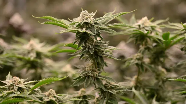 Panumas Sanguanwong/Thai News Pix