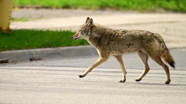 Coiote andando em rua