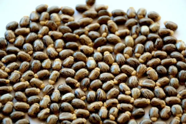 रायसिन