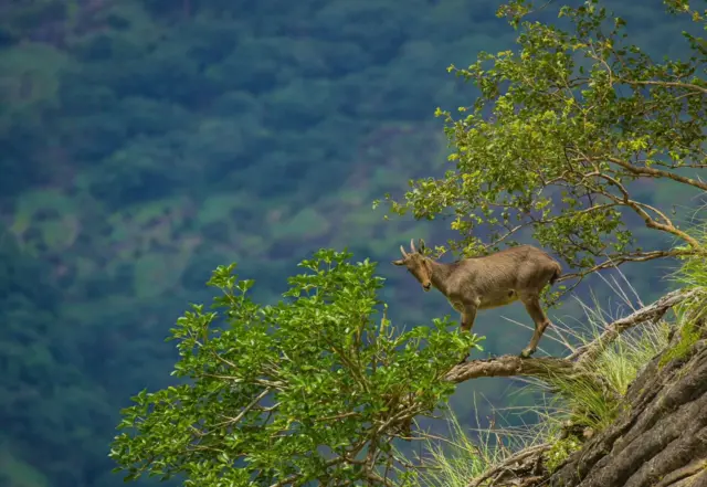 வரையாடு, தமிழ்நாடு, கேரளா, மேற்குத்தொடர்ச்சி மலை, வன விலங்குகள், காடுகள் 