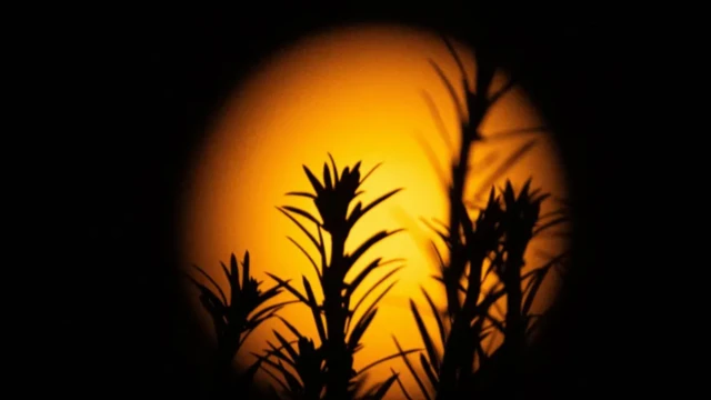 சூப்பர் மூன் என்றால் என்ன