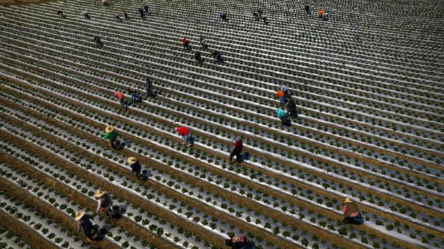 Trabalhadores imigrantes colhem morangos durante a colheita ao sul100 de bonus de boas vindas até 2000rSão Francisco, Califórnia