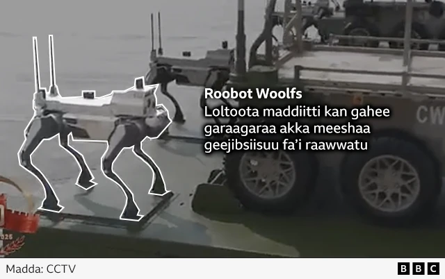 Giraafiksii robootii Chaayinaa fayidaa waraanaa garaa garaaf ooluu dandeessu agarsiisu 