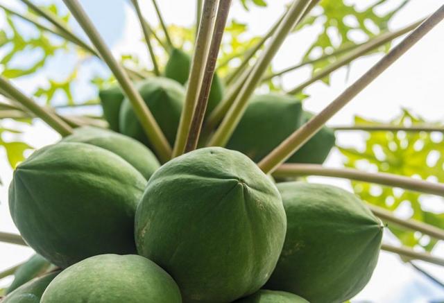 Le papayer avec ses fruits verts